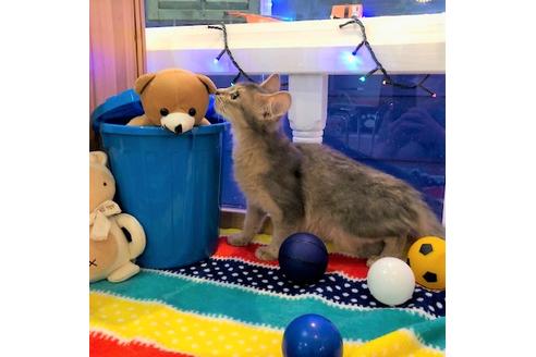 成約済の大阪府のソマリ-4683の3枚目